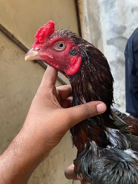 aseel murga for sale — photo 2