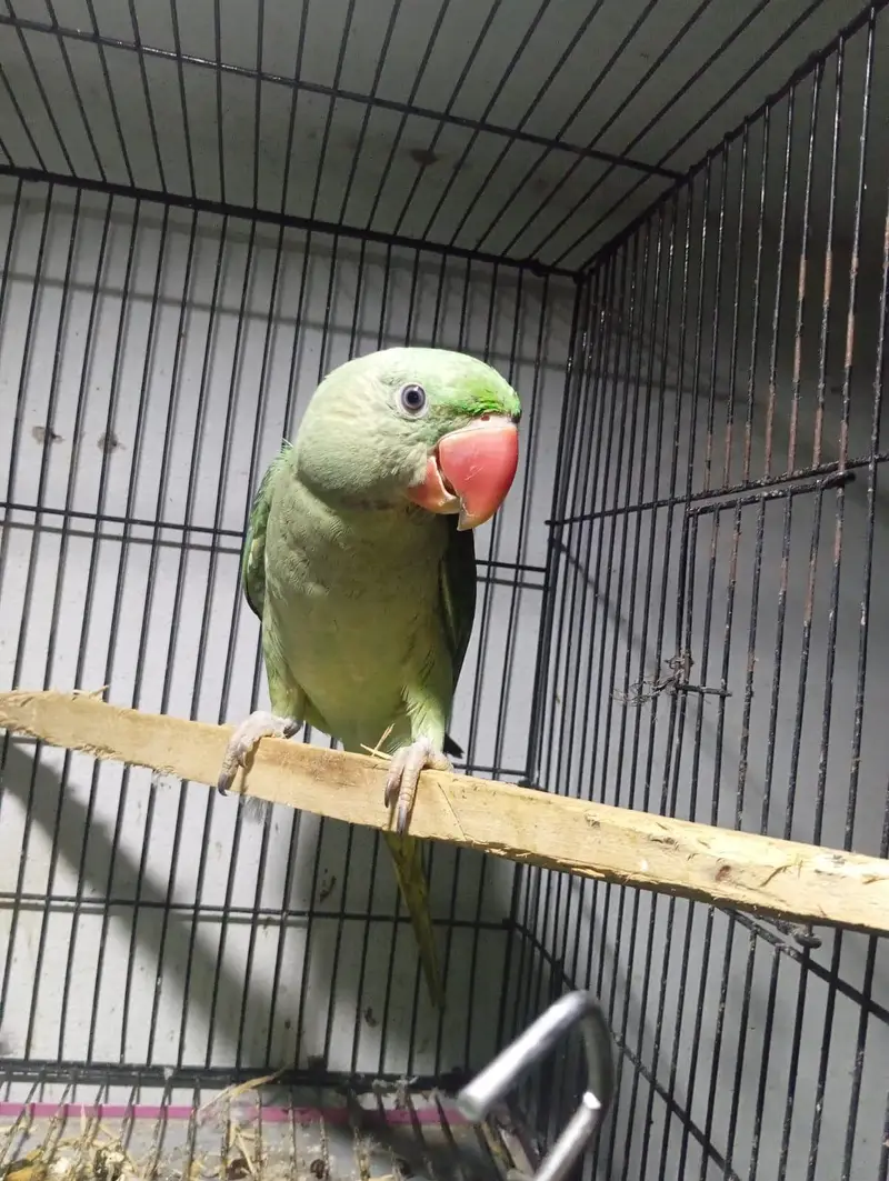Beautiful Raw Ka Bacha "Guddu" (12 Months Old) - Healthy & Active — photo 2
