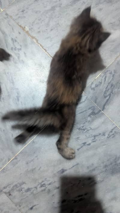 persian kittens for sale