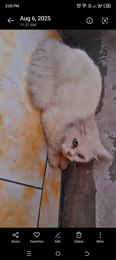 pirsian female cat
