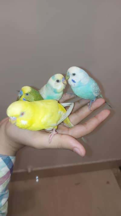 Hand Tamed Well Manered Trained Zero Bite Budgies Graunteed