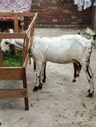 gote for sale