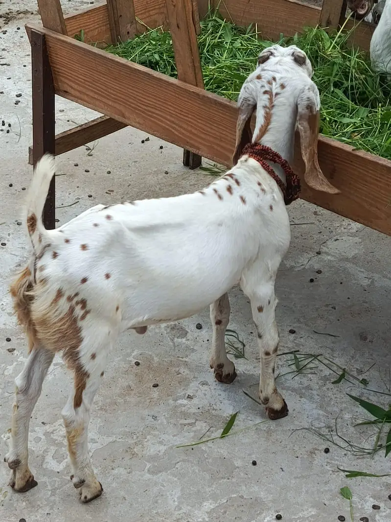 gote for sale — photo 3