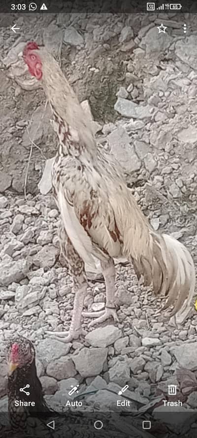 for sale and exchange breeder