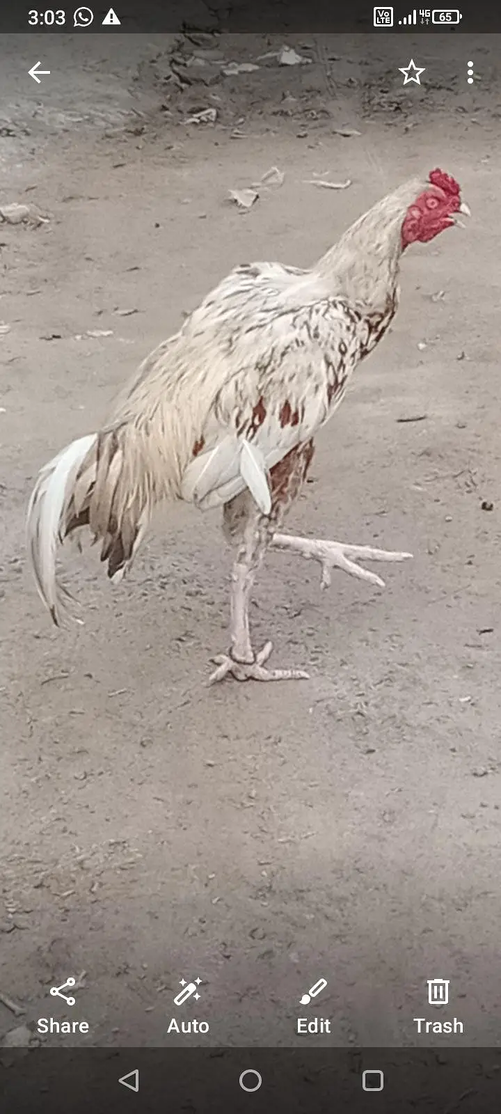 for sale and exchange breeder — photo 4