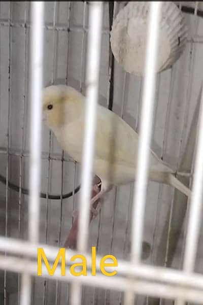 canary bird