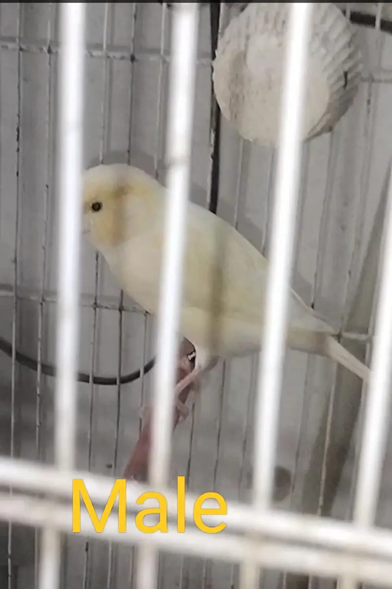 canary bird