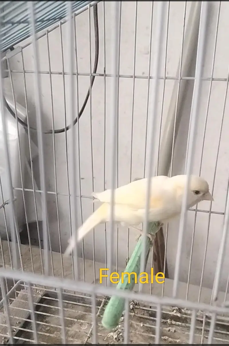 canary bird — photo 2