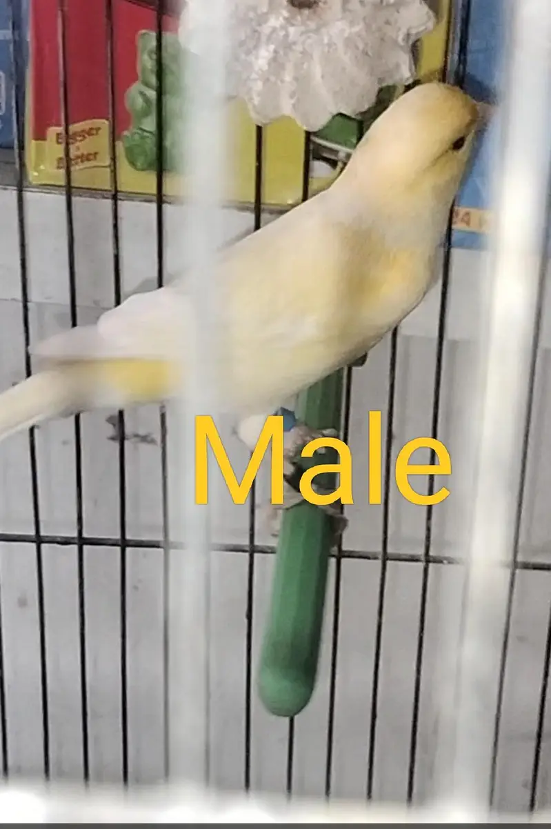 canary bird — photo 3