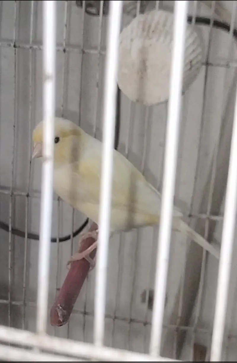 canary bird — photo 4