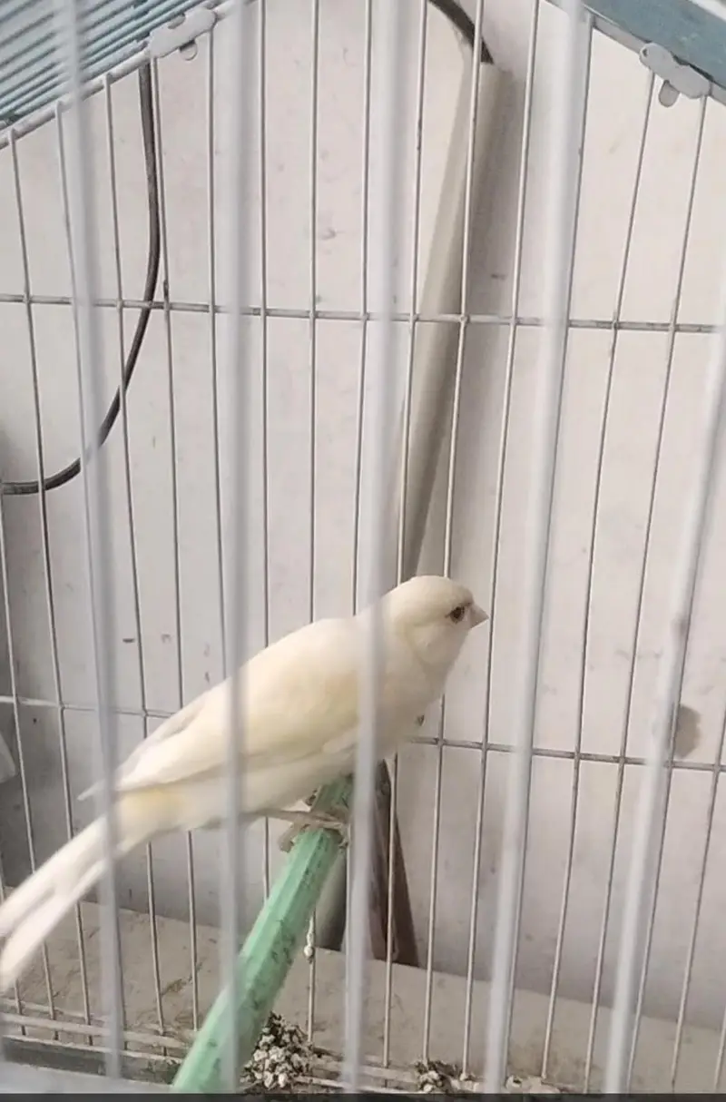 canary bird — photo 5