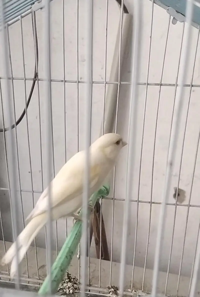 canary bird — photo 6