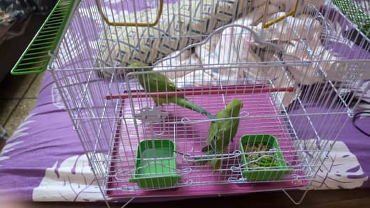 Green Parrot with Cage