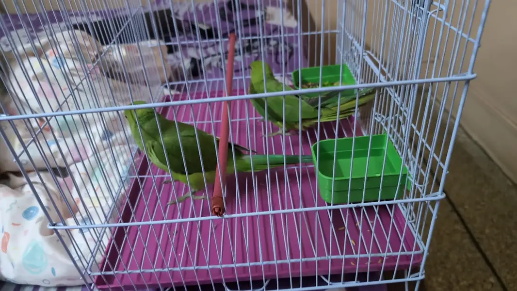 Green Parrot with Cage — photo 2