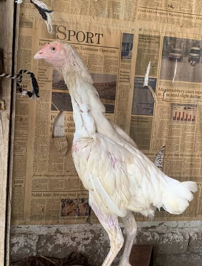 white heera aseel madi