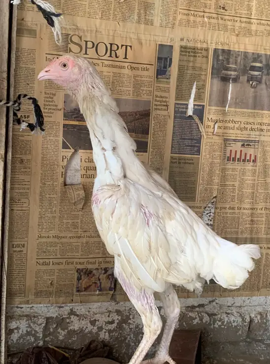 white heera aseel madi — photo 2