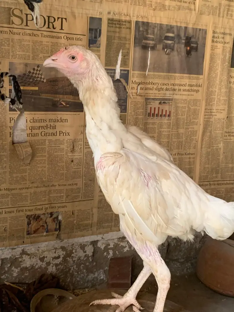 white heera aseel madi — photo 3