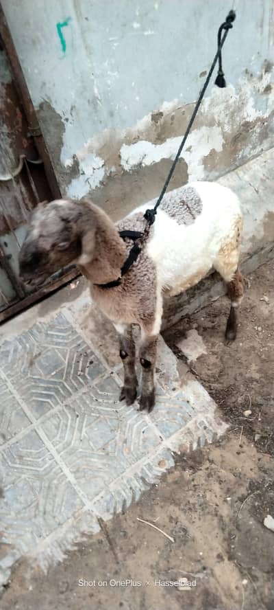 dhumba for sale