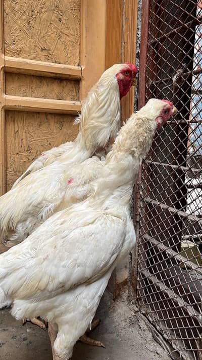 kandhari pair egg laying