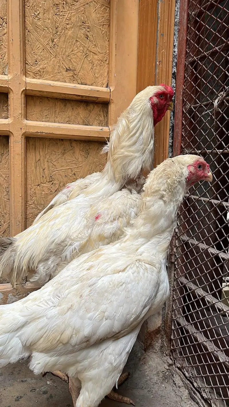 kandhari pair egg laying — photo 2