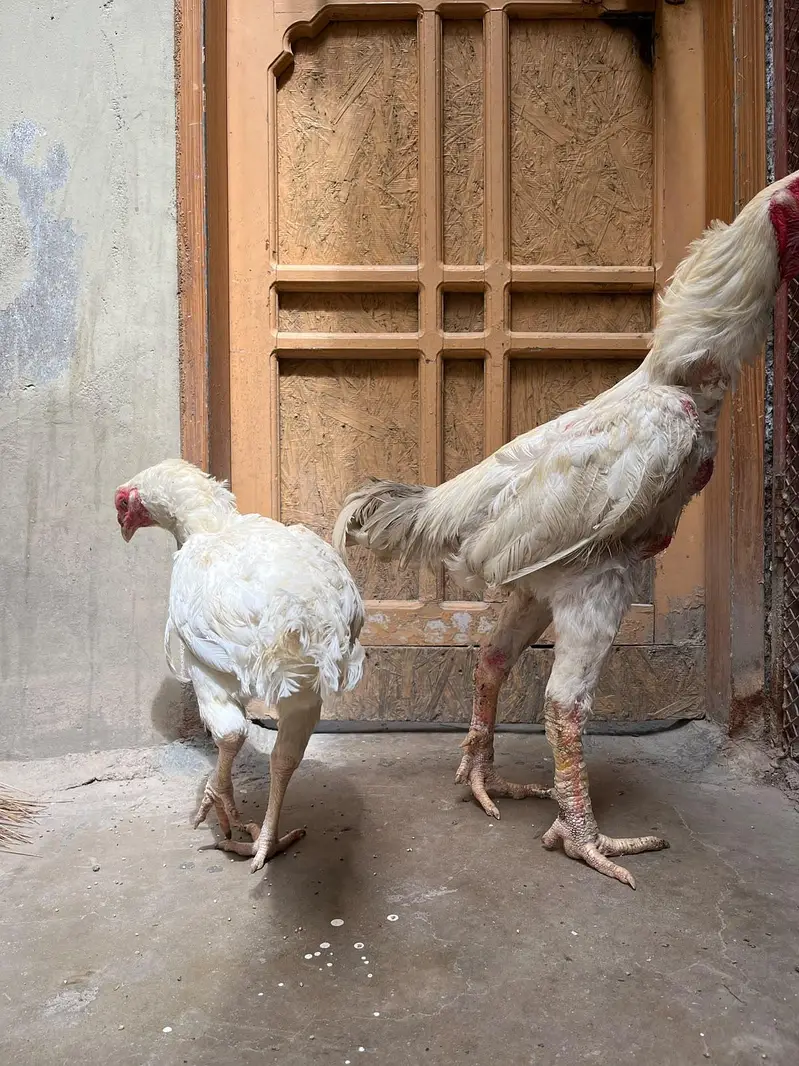 kandhari pair egg laying — photo 3
