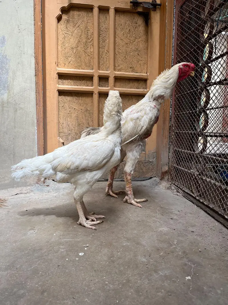 kandhari pair egg laying — photo 4