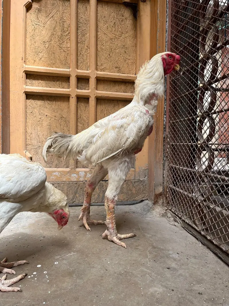 kandhari pair egg laying — photo 5