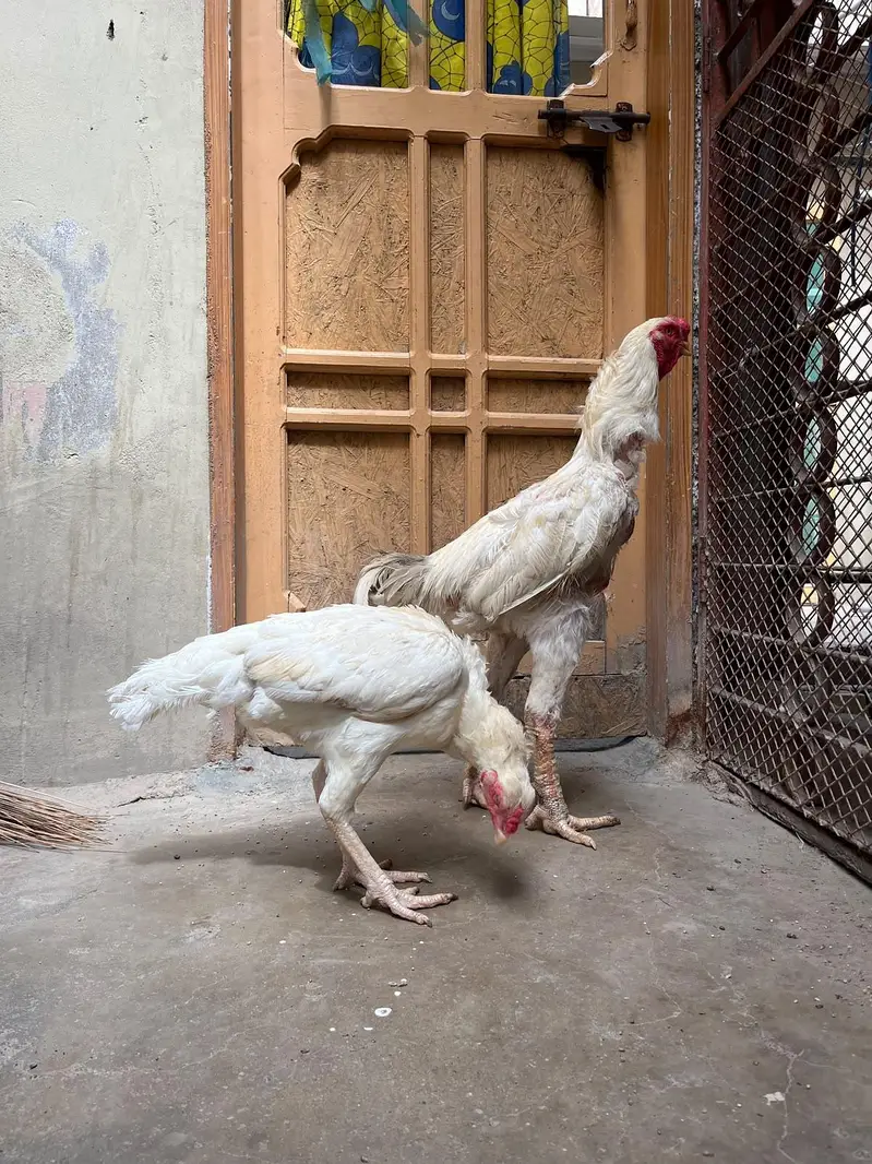 kandhari pair egg laying — photo 9