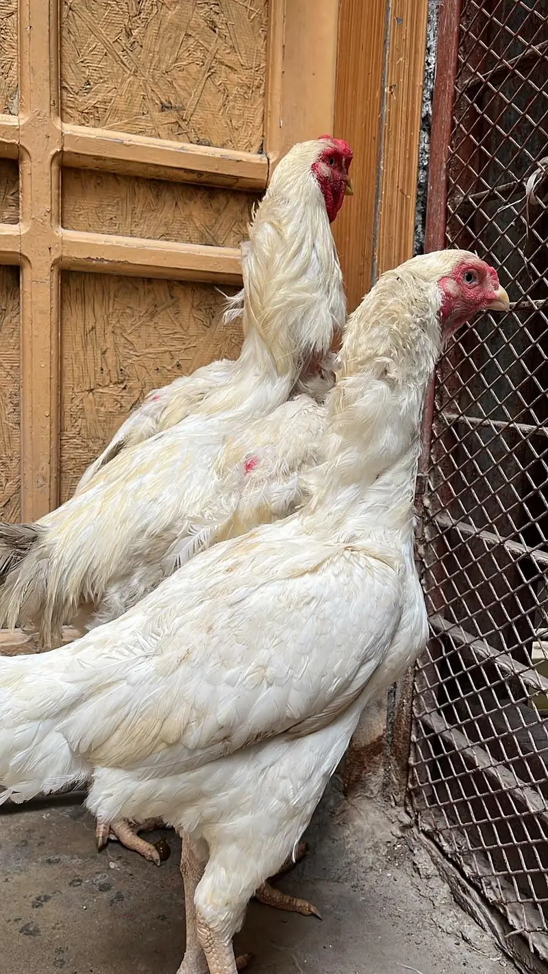 kandhari pair egg laying — photo 10