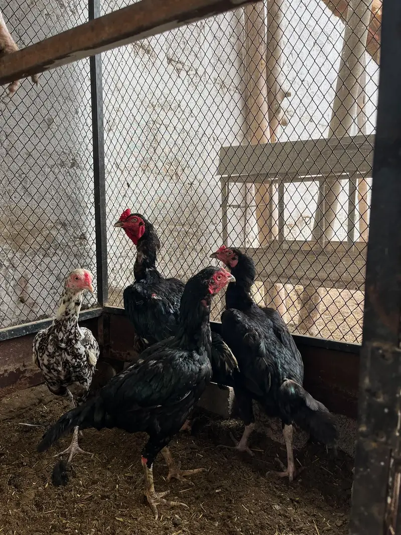 kandhari pair egg laying — photo 11