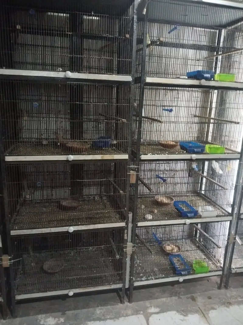Birds Cage for Lovebirds Budgries
