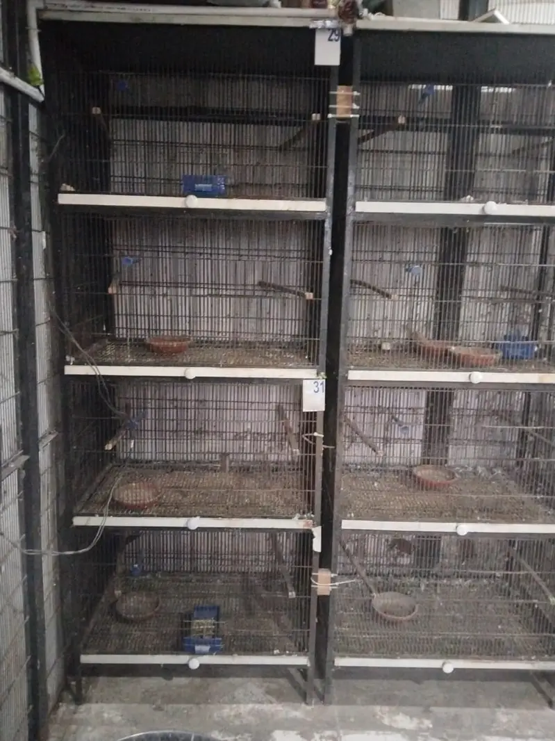 Birds Cage for Lovebirds Budgries — photo 5