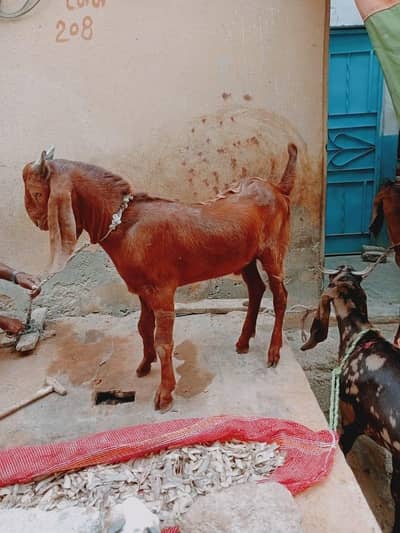 1 Bakra 2 Bakriya