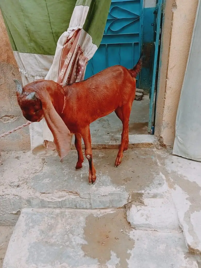 1 Bakra 2 Bakriya — photo 2