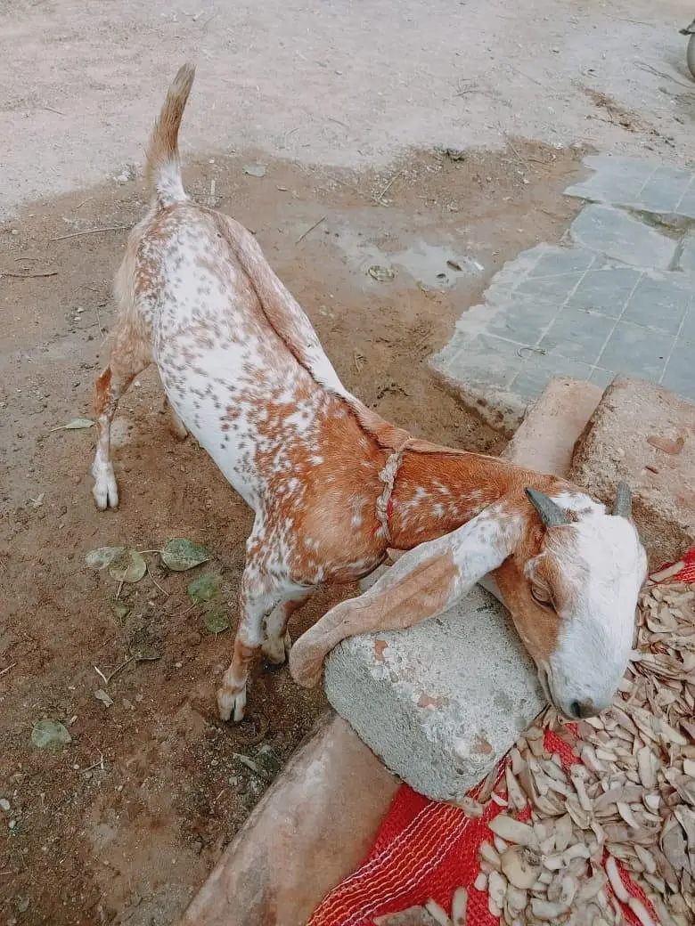 1 Bakra 2 Bakriya — photo 3