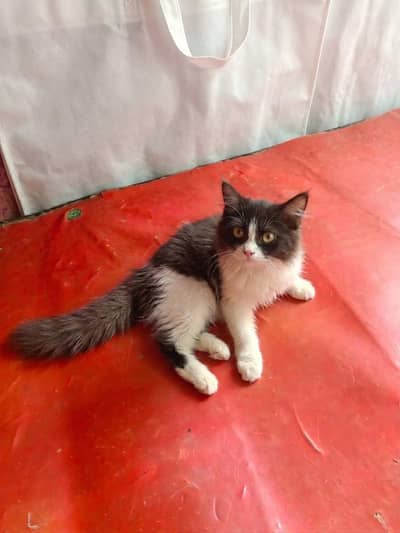 cat bro
