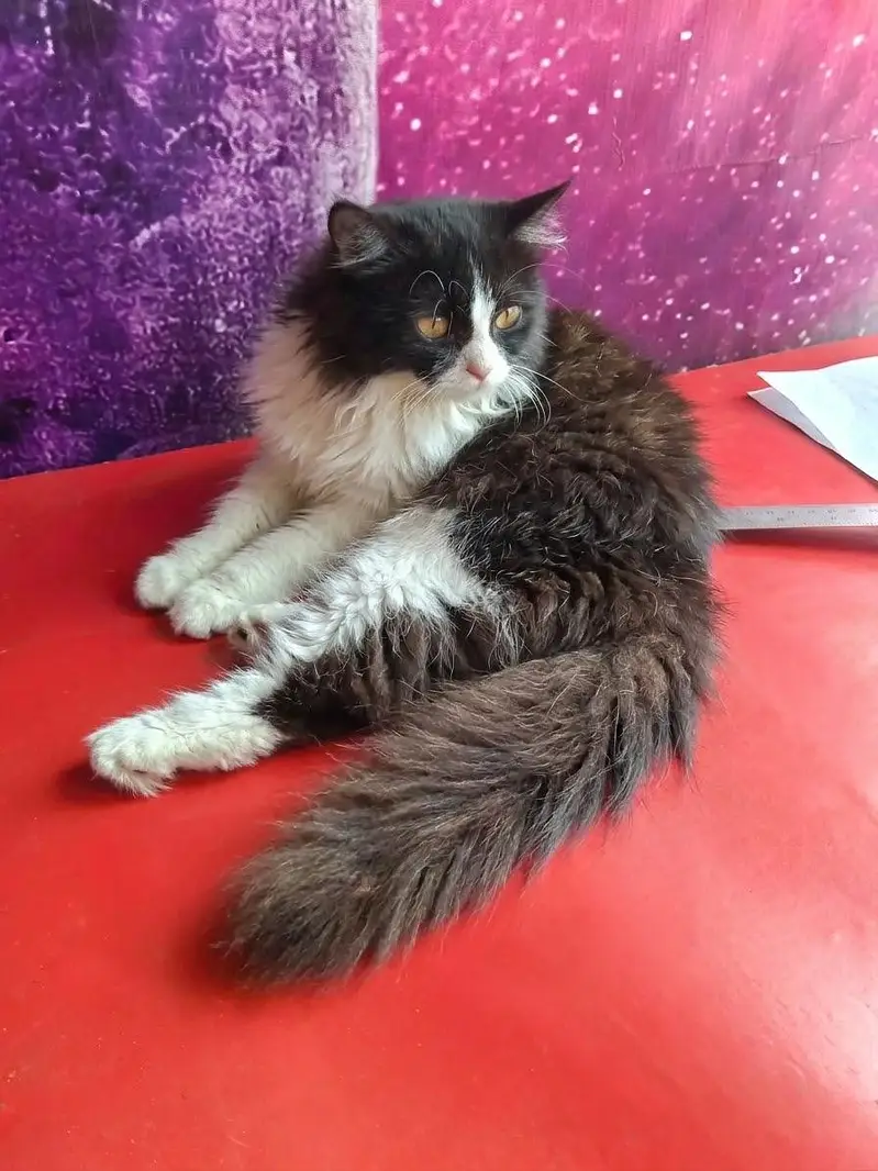 cat bro — photo 2