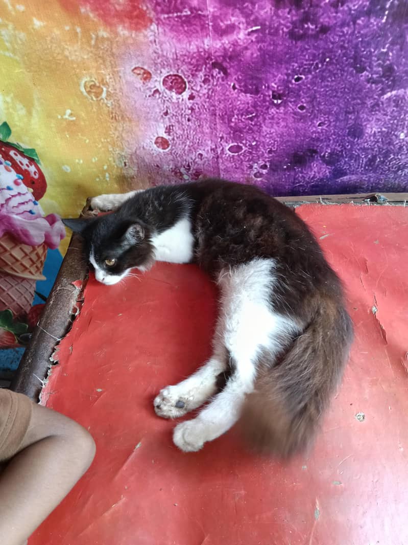 cat bro 2
