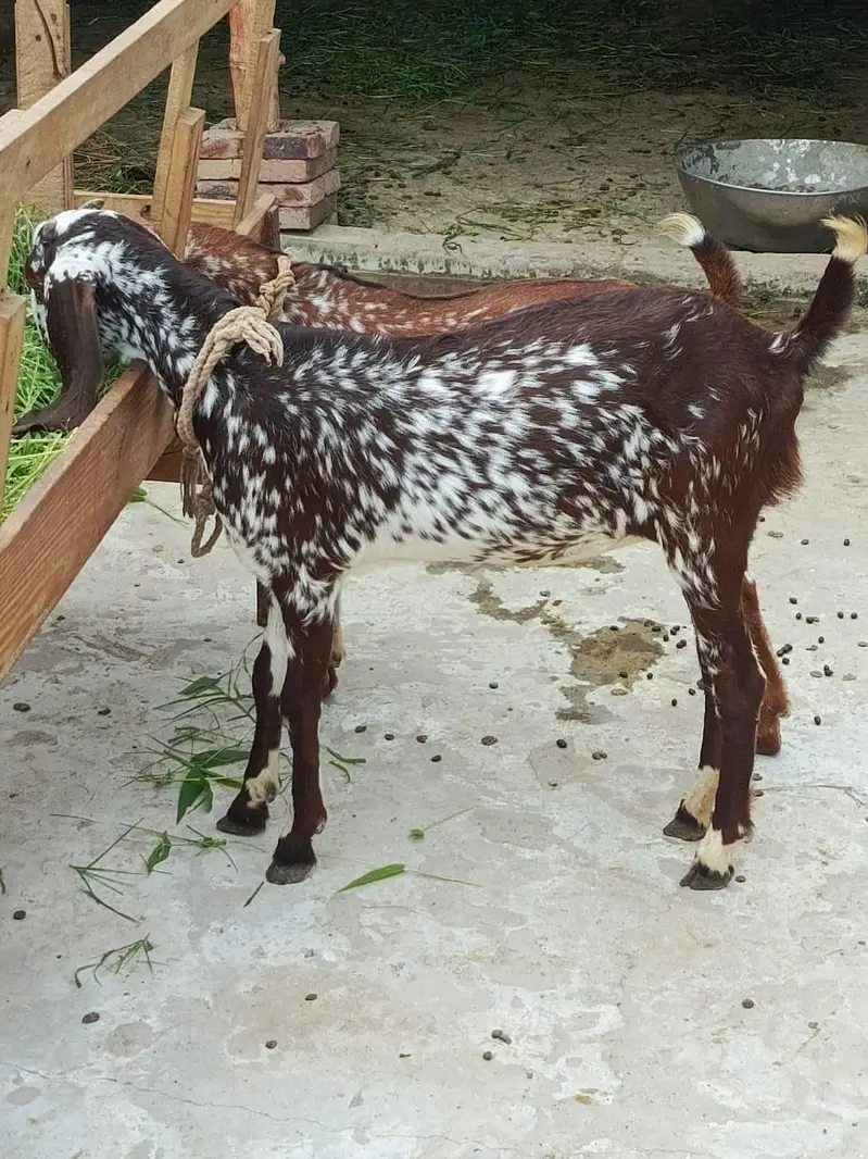 gote for sale — photo 5
