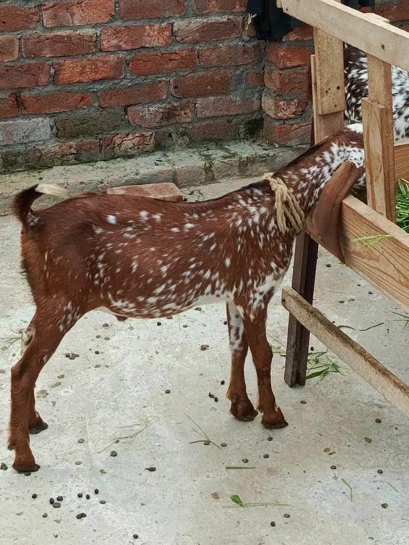 gote for sale — photo 6