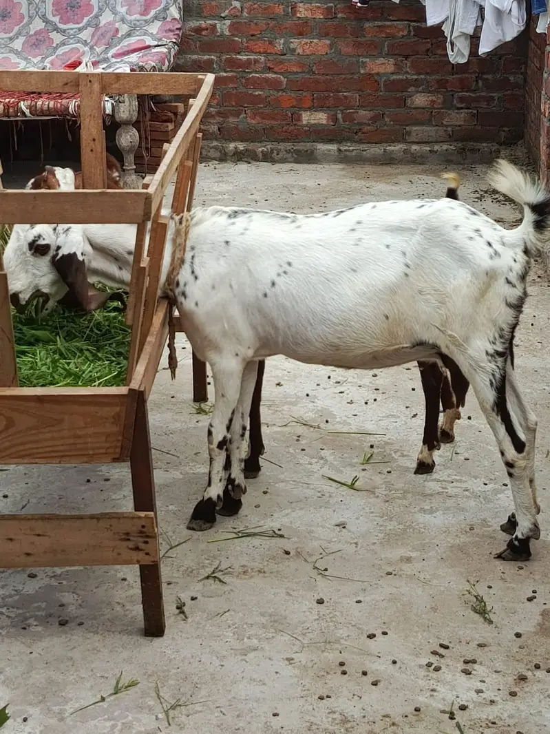 gote for sale — photo 7