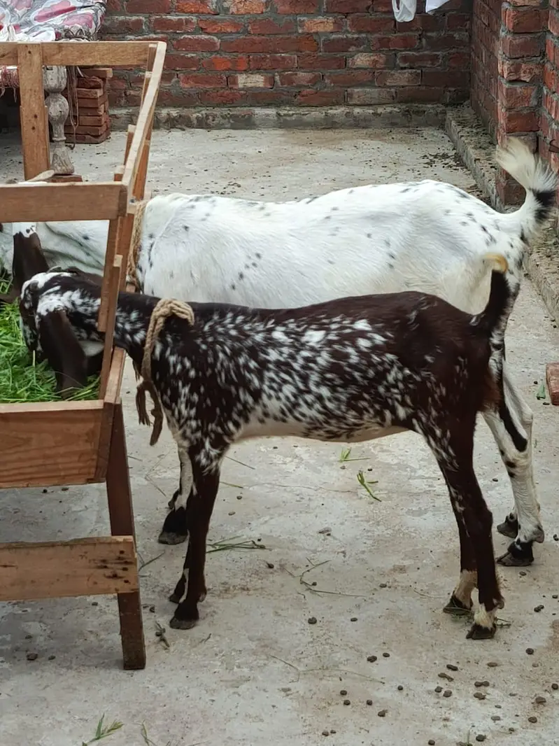 gote for sale — photo 8