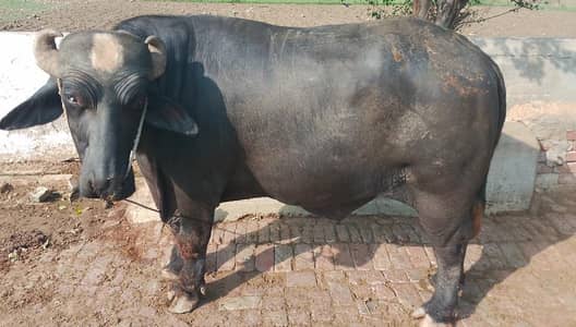 jhota for sale