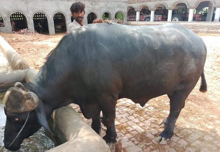 jhota for sale — photo 2