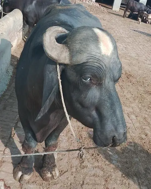 jhota for sale — photo 3