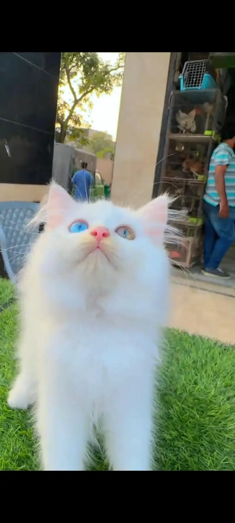 Persian cat for sale male or female vaccine clear — photo 3