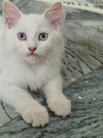 persian cat dubble cod