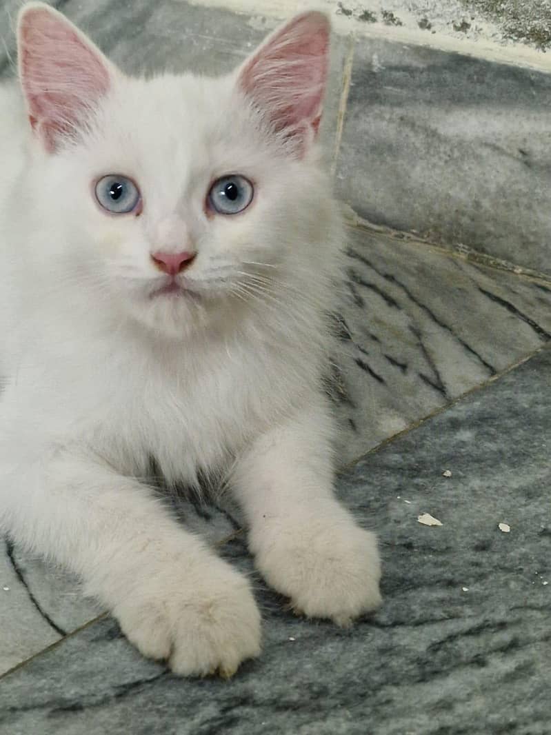 persian cat dubble cod 0