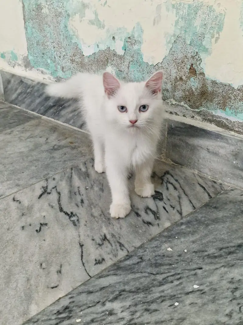 persian cat dubble cod — photo 2