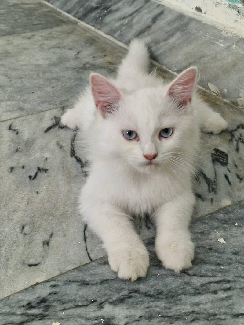 persian cat dubble cod 2